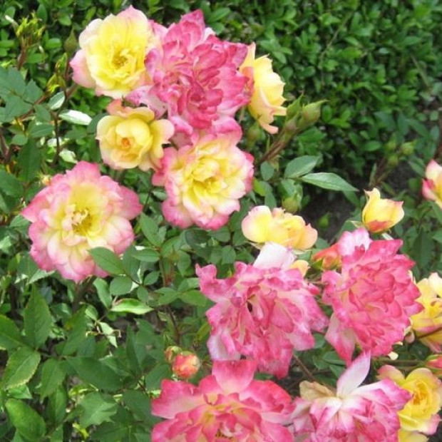 Фото 4. Роза 