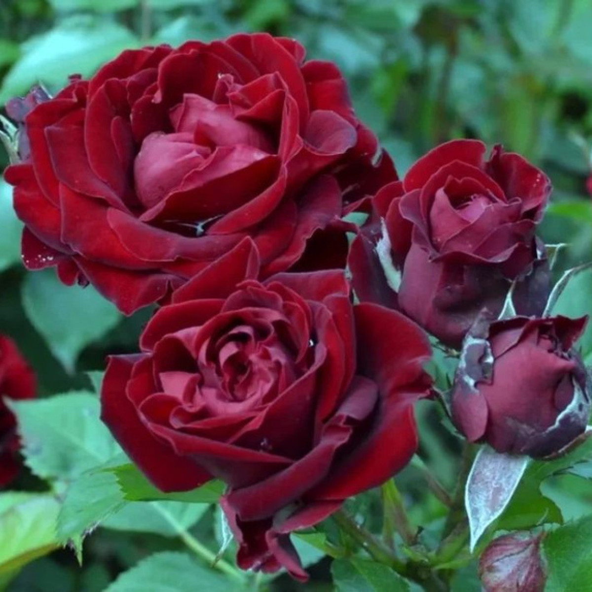 Роза Black Jack в каталоге СЦ Корекозево