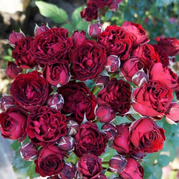 Фото 2. Роза 