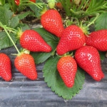 Миниатюра 1. Клубника «Альба» в каталоге СЦ Корекозево