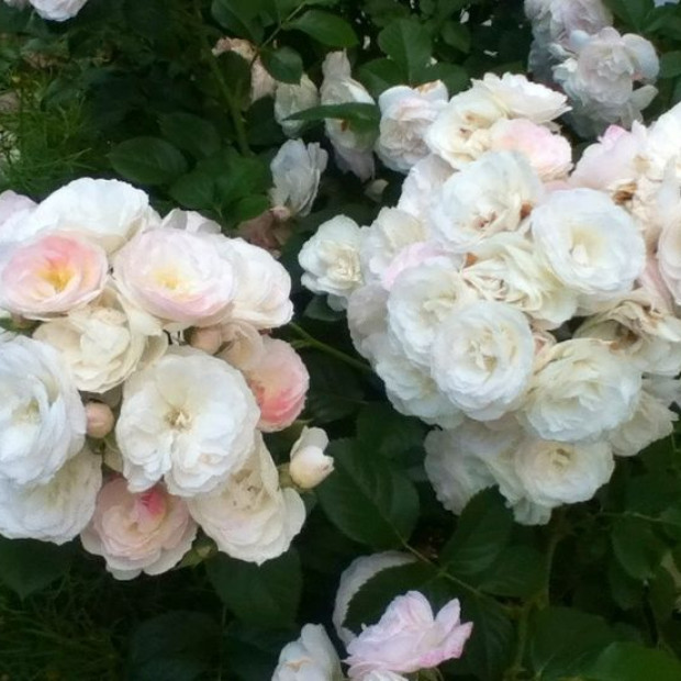 Фото 2. Роза 