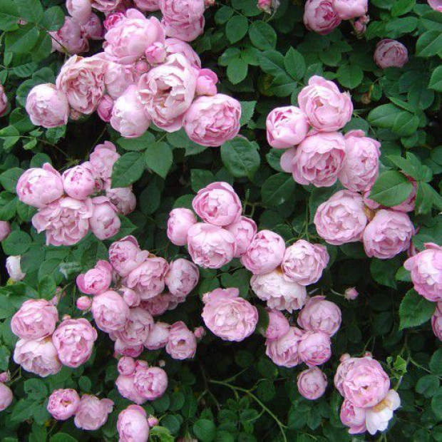 Фото 3. Роза 