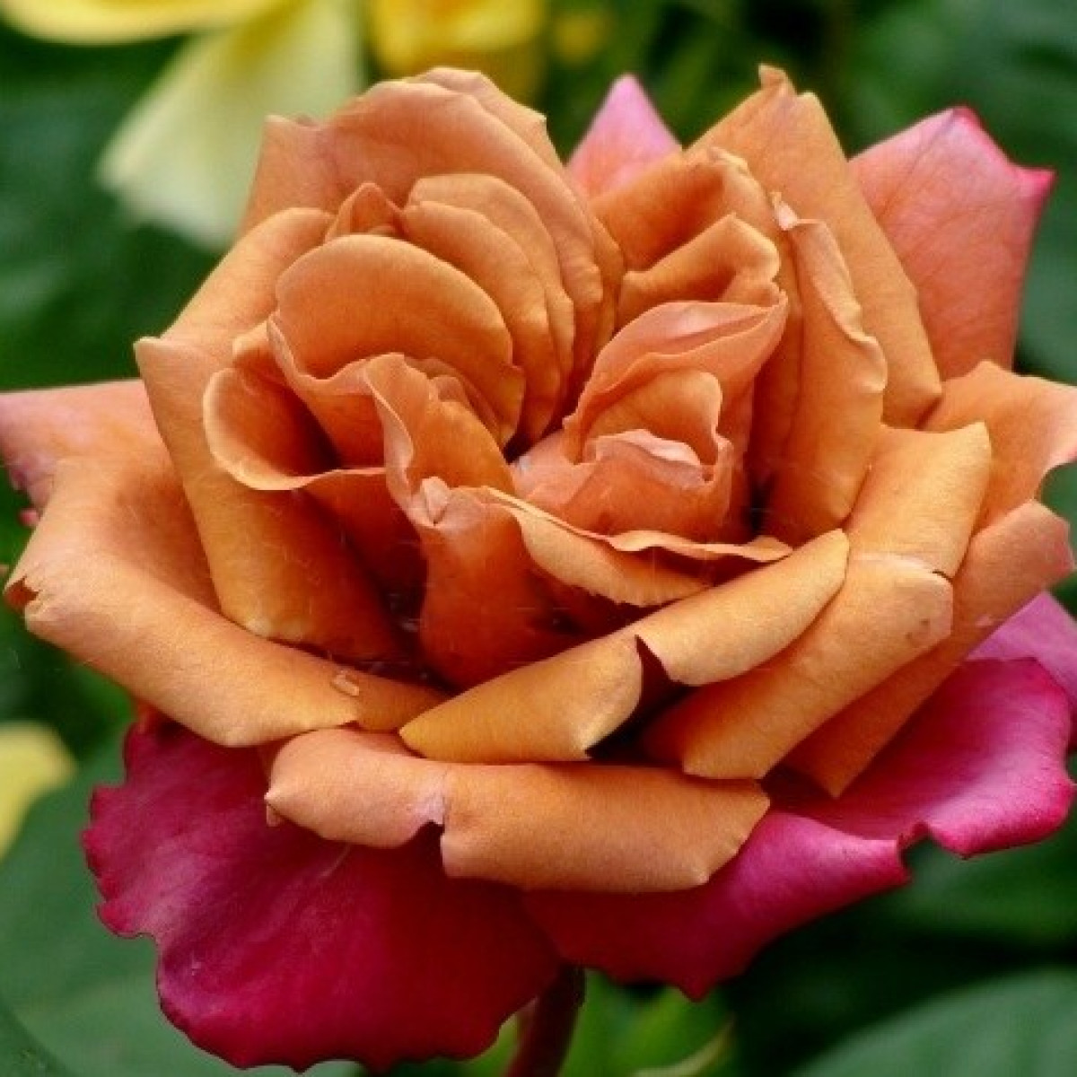 Роза Cha-Cha в каталоге СЦ Корекозево