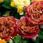 Миниатюра 2. Роза 