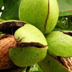 Миниатюра 4. Грецкий орех «Скороплодный Левина» в каталоге СЦ Корекозево