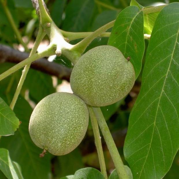 Фото 1. Грецкий орех «Скороплодный Левина» в каталоге СЦ Корекозево