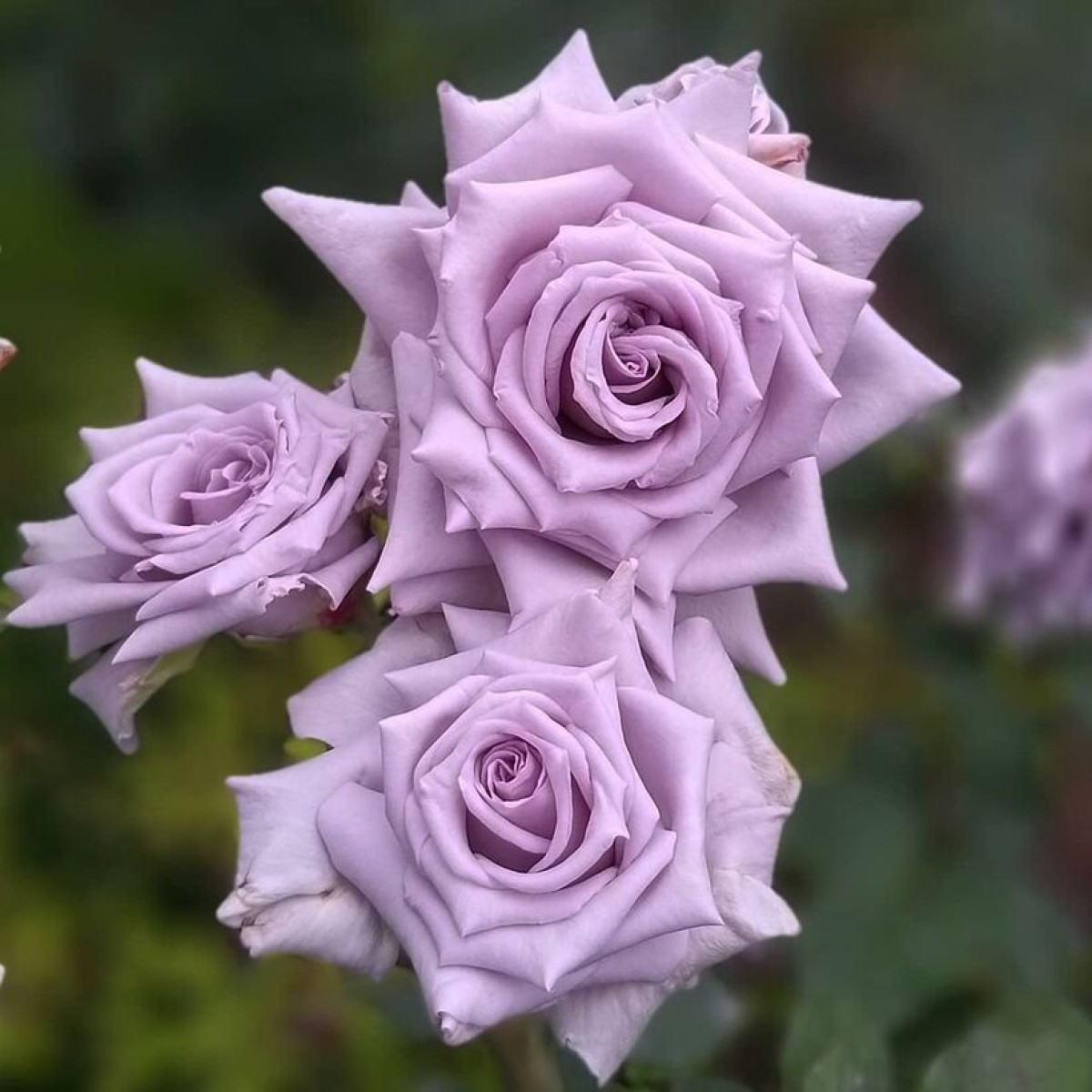 Роза Chateau Myrtille в каталоге СЦ Корекозево