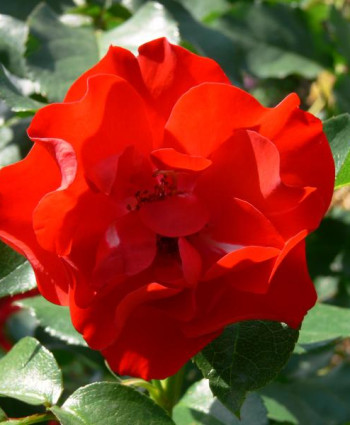 Роза Crimson Meidiland в каталоге СЦ Корекозево