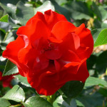 Миниатюра 1. Роза 