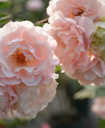 Роза Daphne (Porcelaine d'Orient) в каталоге СЦ Корекозево