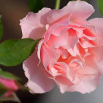 Миниатюра 3. Роза 