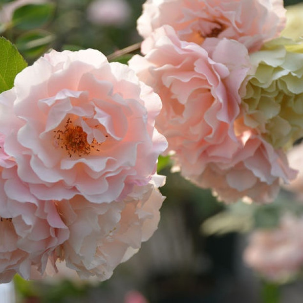 Фото 1. Роза 