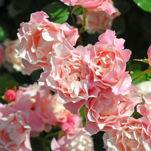 Фото 2. Роза 