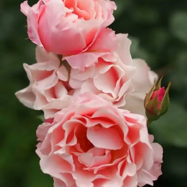 Фото 4. Роза 