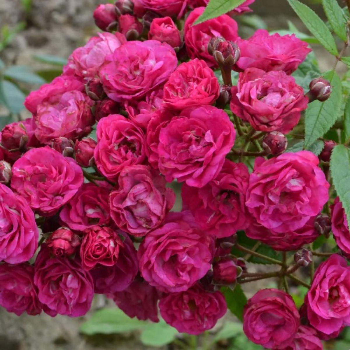 Роза Dinky в каталоге СЦ Корекозево