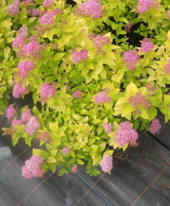 Спирея «Голд Маунд» в каталоге СЦ Корекозево