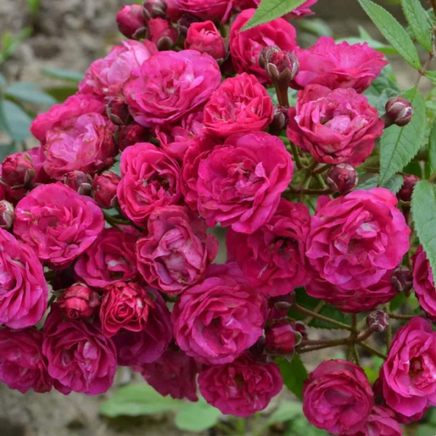 Фото 1. Роза 