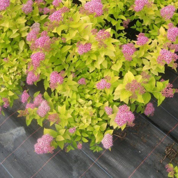 Фото 1. Спирея «Голд Маунд» в каталоге СЦ Корекозево