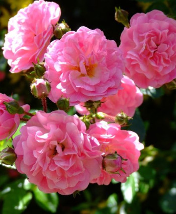 Роза Dorothy Perkins в каталоге СЦ Корекозево