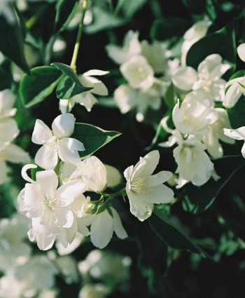 Чубушник «Балет мотыльков» в каталоге СЦ Корекозево