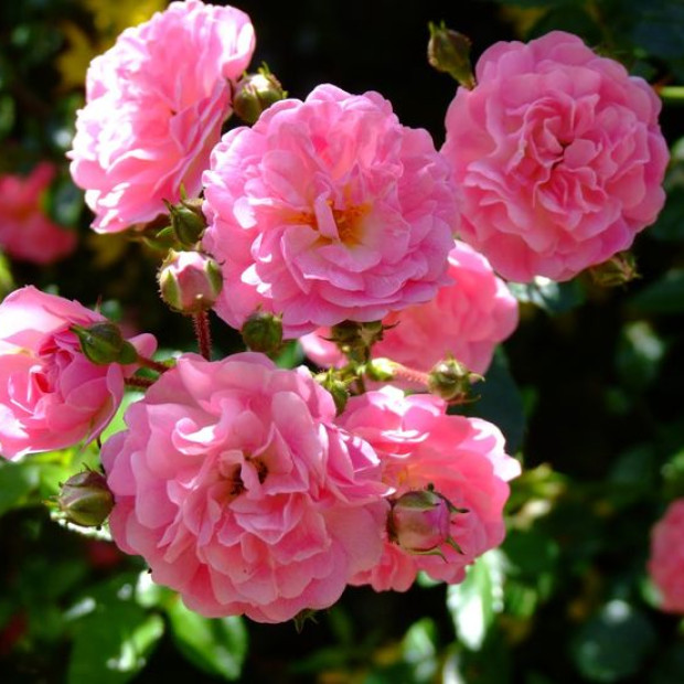 Фото 1. Роза 