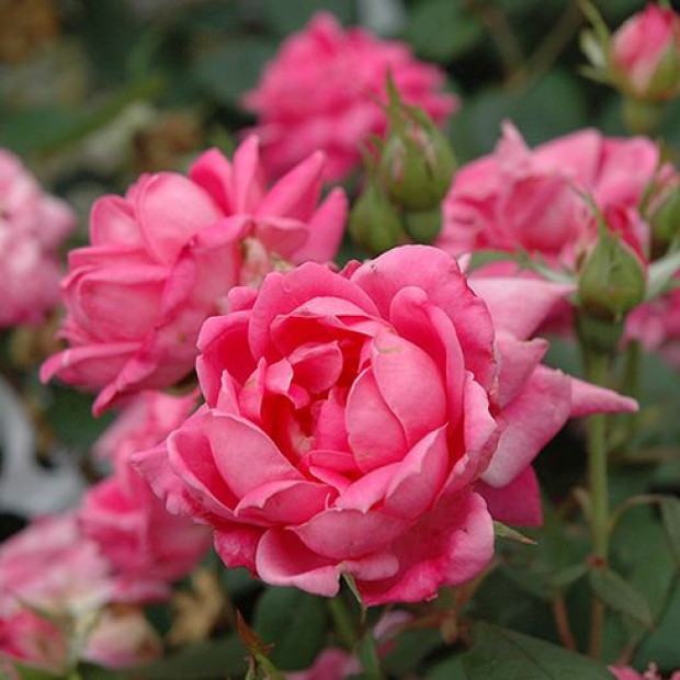 Фото 1. Роза 