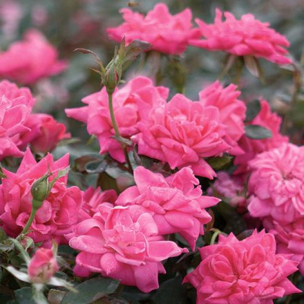 Фото 2. Роза 