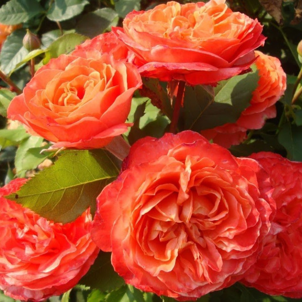 Фото 3. Роза 