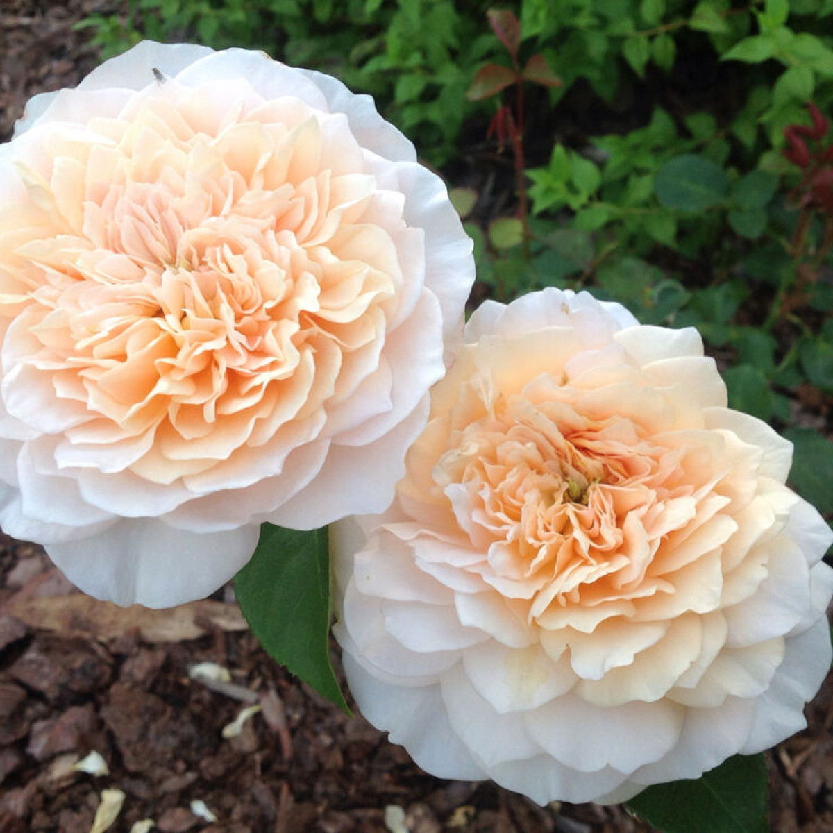 Роза English Garden в каталоге СЦ Корекозево