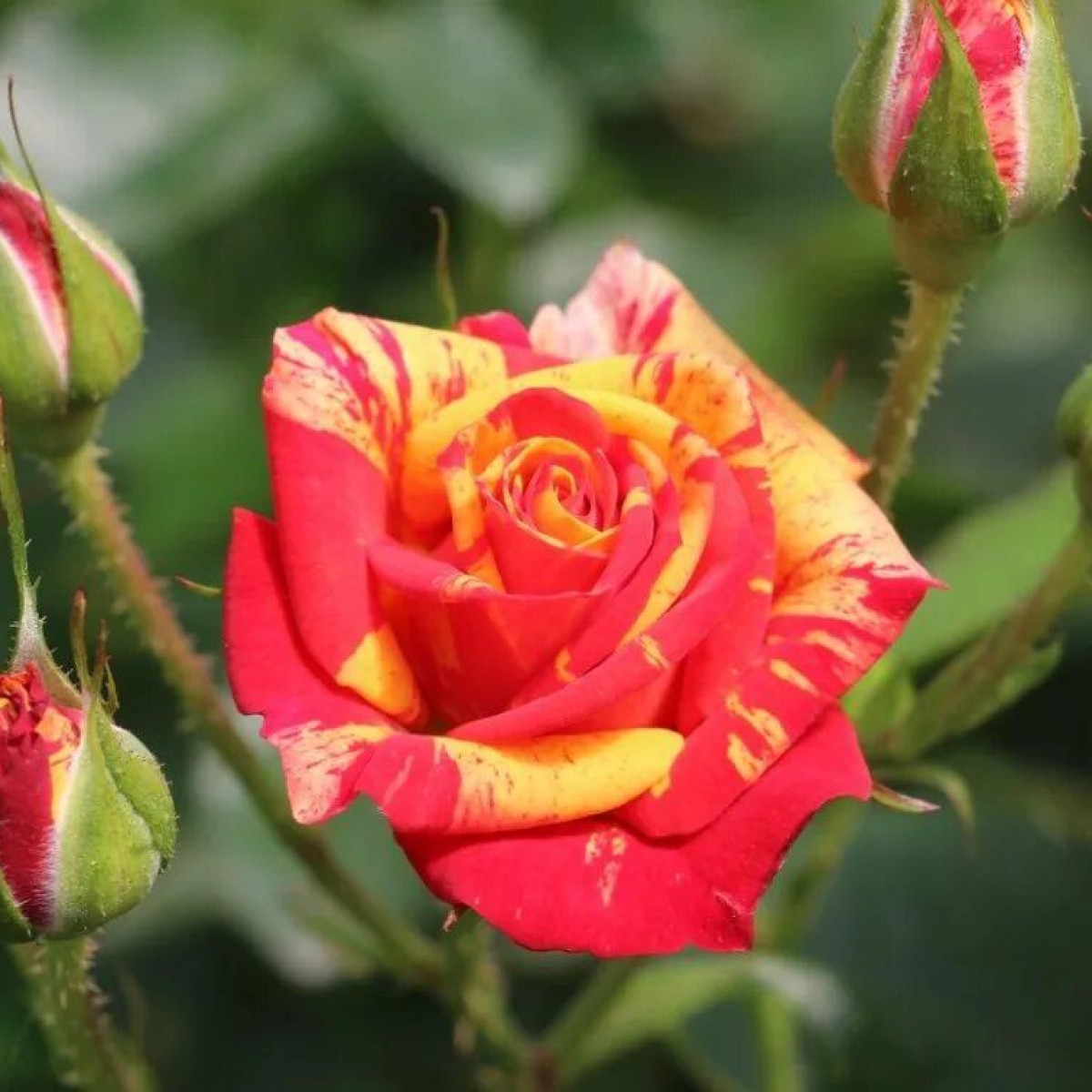 Роза Fire Flash в каталоге СЦ Корекозево