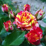 Миниатюра 2. Роза 