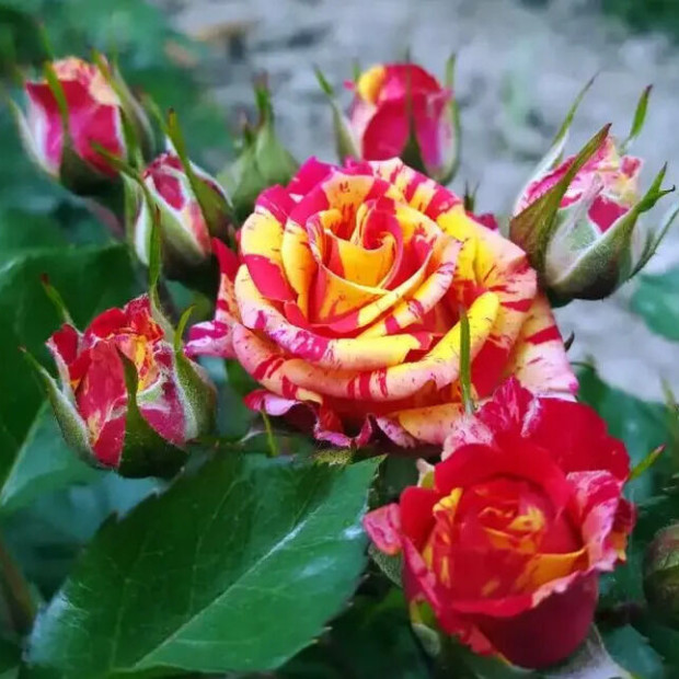 Фото 2. Роза 