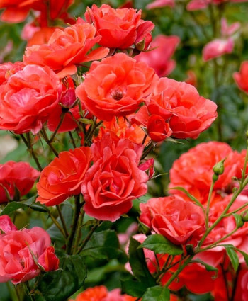 Роза Fire King в каталоге СЦ Корекозево