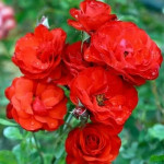 Миниатюра 2. Роза 