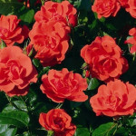 Миниатюра 3. Роза 