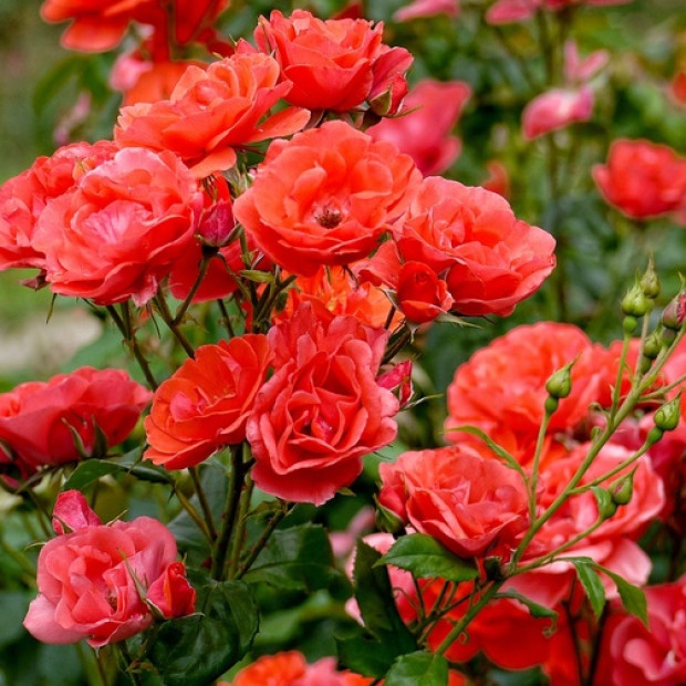 Фото 1. Роза 