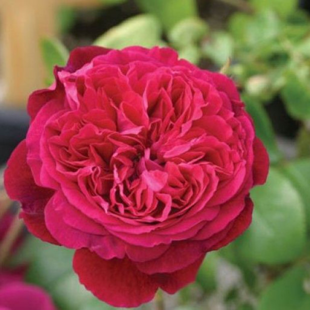 Фото 2. Роза 