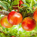 Миниатюра 1. Шарафуга «Bella Gold» в каталоге СЦ Корекозево