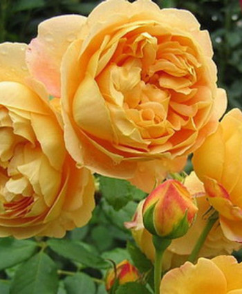 Роза Golden Celebration в каталоге СЦ Корекозево