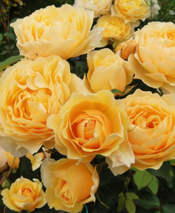 Роза Graham Thomas в каталоге СЦ Корекозево