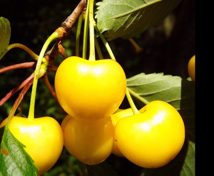 Черешня «Дрогана желтая» в каталоге СЦ Корекозево