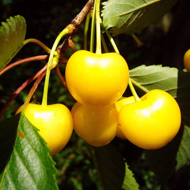 Фото 1. Черешня «Дрогана желтая» в каталоге СЦ Корекозево