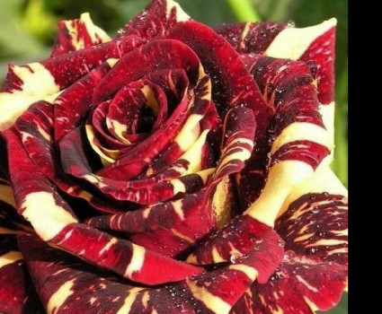 Роза Hocus Pocus в каталоге СЦ Корекозево