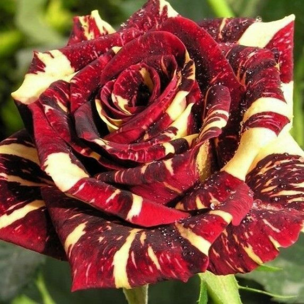 Фото 1. Роза 