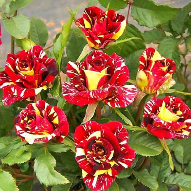 Фото 2. Роза 