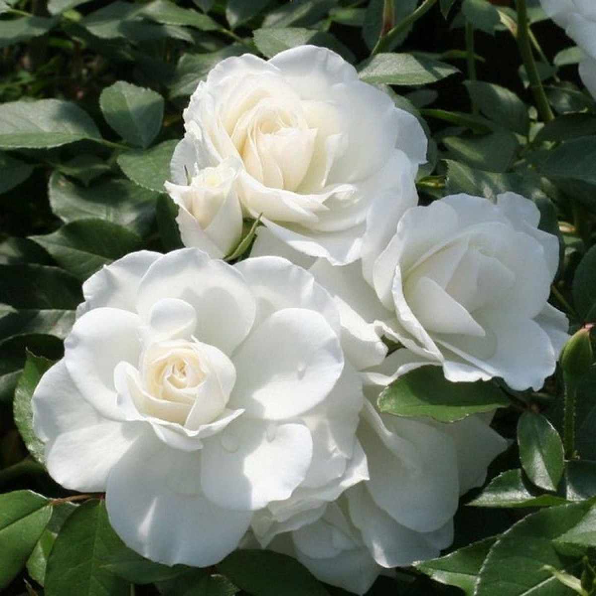 Роза Iceberg в каталоге СЦ Корекозево