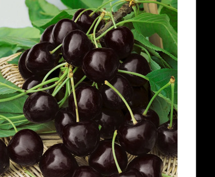 Черешня «Ленинградская черная» в каталоге СЦ Корекозево