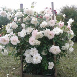 Миниатюра 2. Роза 