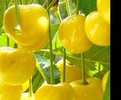 Черешня «Малыш» в каталоге СЦ Корекозево