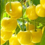 Миниатюра 1. Черешня «Малыш» в каталоге СЦ Корекозево